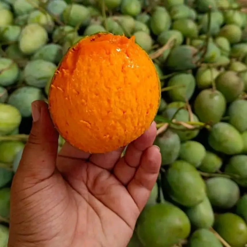 Mango-1.webp