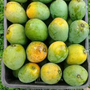 হিমসাগর আম - 10kg