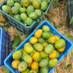 গোবিন্দভোগ আম