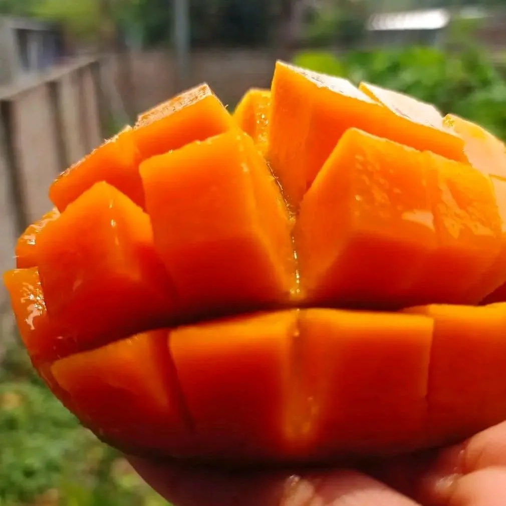 Mango.webp