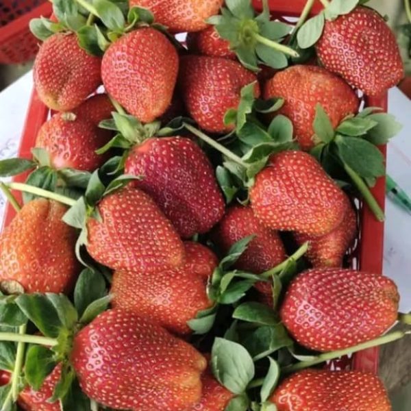 straberry rv (24)