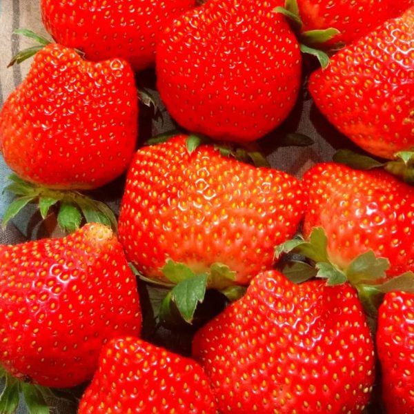 straberry rv (28)