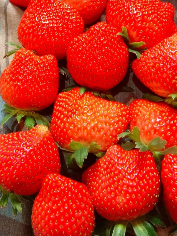straberry rv (28)