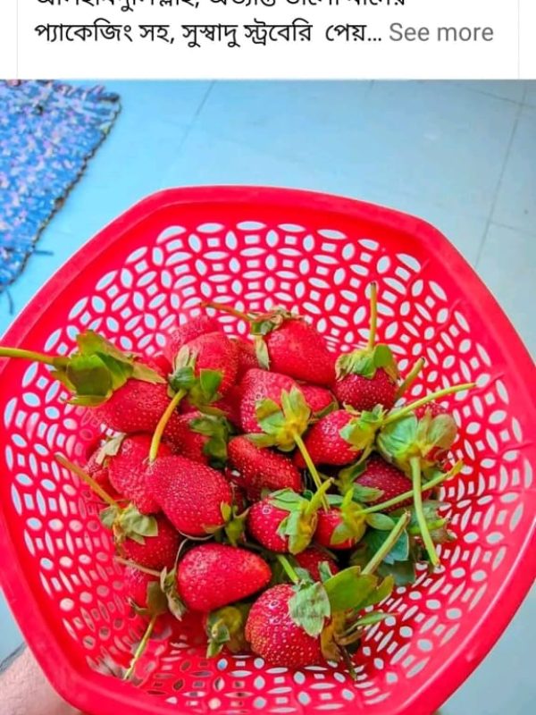 straberry rv (3)