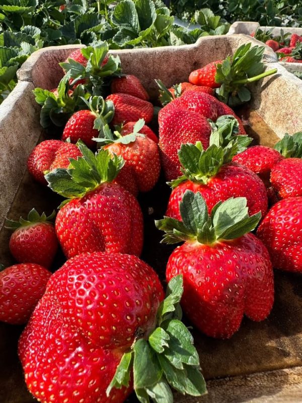 straberry rv (4)